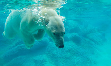 Polar bear at NC Zoo