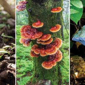 Reishi, morel mushrooms, and indigo milk caps