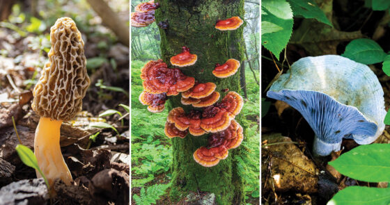 Reishi, morel mushrooms, and indigo milk caps