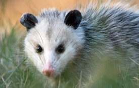 Possum in tall grass