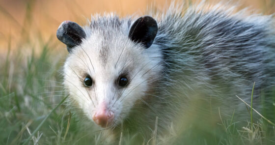 Possum in tall grass