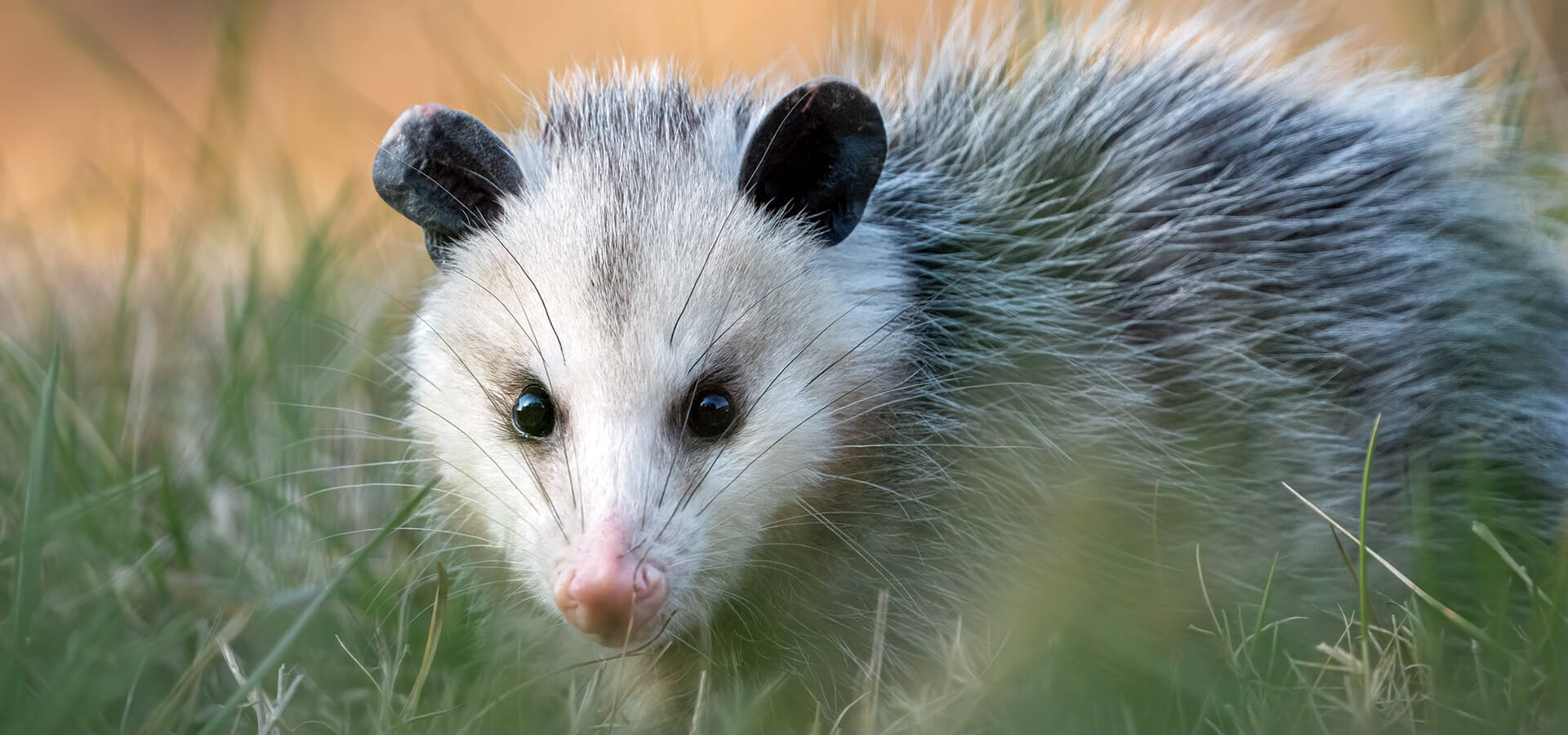 Possum in tall grass
