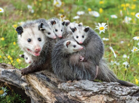 Possom with baby possoms on her back
