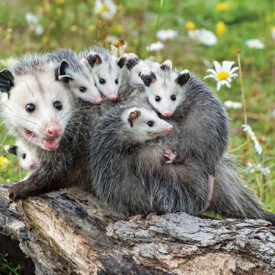 Possom with baby possoms on her back