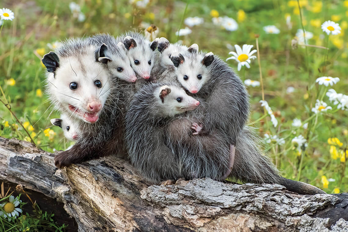 Mom possum and her babies