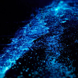 Bioluminescent Phytoplankton