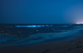 Phytoplankton glows in the ocean