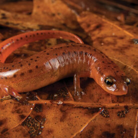 Carolina Sandhills salamander