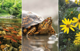 Box turtle, wildflowers, and school of fish