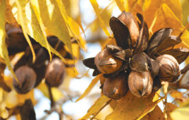 Pecans growing on a tree